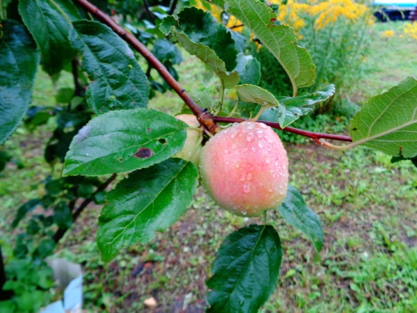 Яблоки монастырского сада